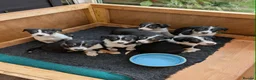 Border Collie dogs for sale: Beautiful Tri coloured border collie puppies - Advert 3