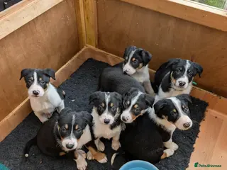 Border Collie dogs Killerbrae Laddie Descendants* Tri colour collies - Advert 2