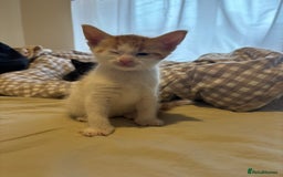British Shorthair cats for sale: Beautiful Bengal x Calico Kittens - Image 20