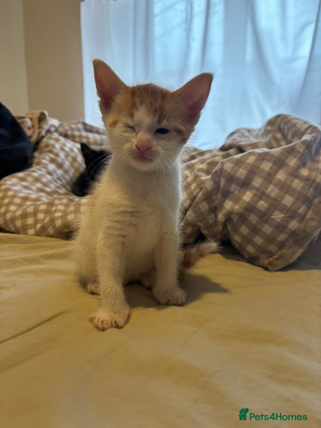 British Shorthair cats for sale: Beautiful Bengal x Calico Kittens - Image 20