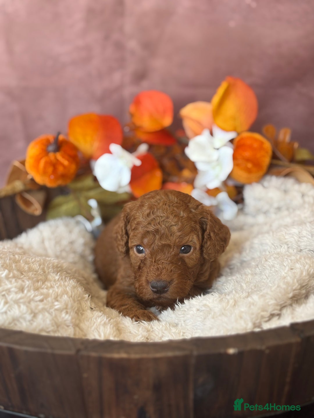 Cockapoo dogs for sale: GORGEOUS F1B COCKAPOOS 🧬 Tested Parents  - Image 7
