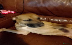 Staffordshire Bull Terrier dogs for sale: Dog for sale  - Image 4