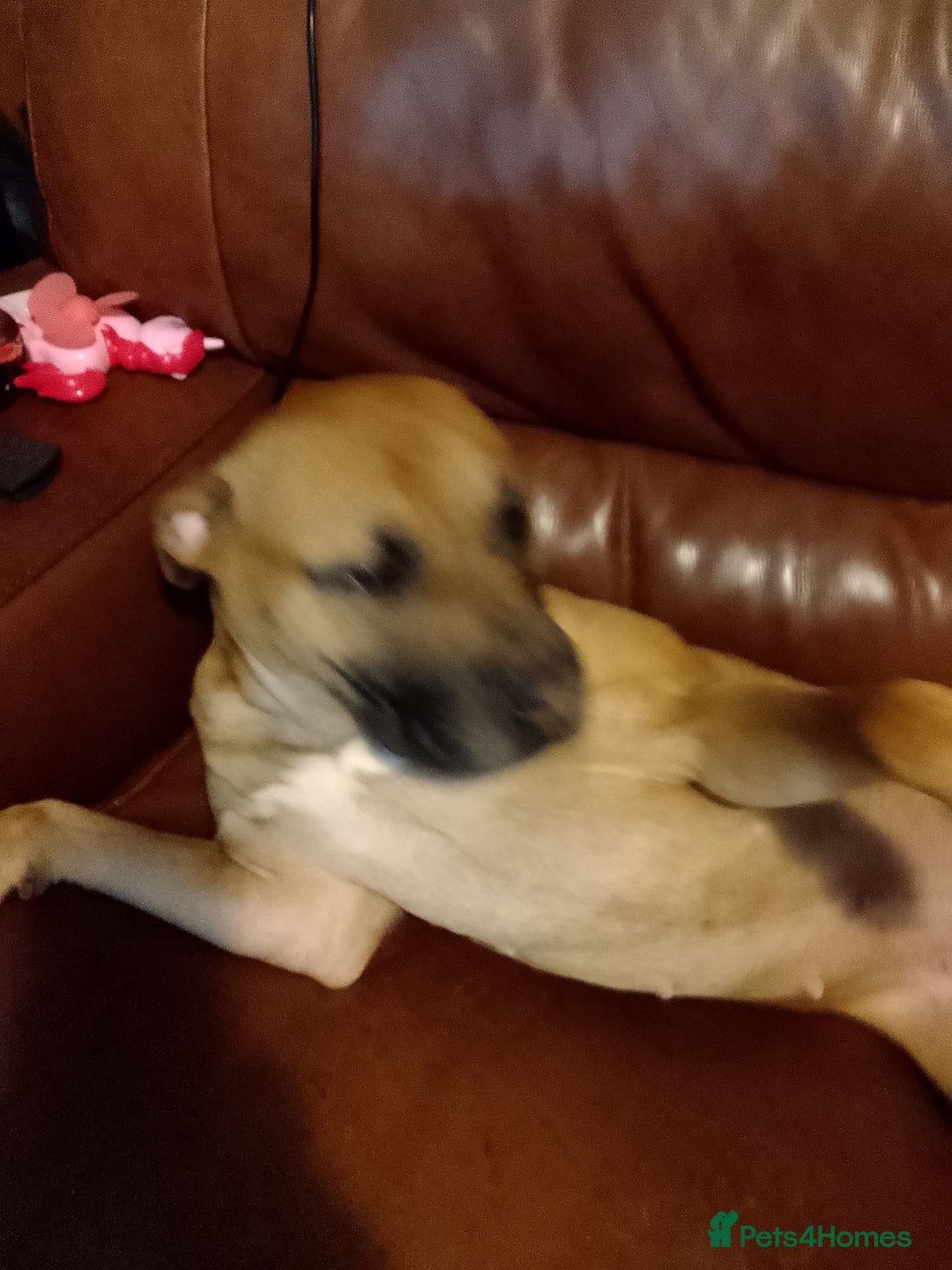 Staffordshire Bull Terrier dogs for sale: Dog for sale  - Image 4
