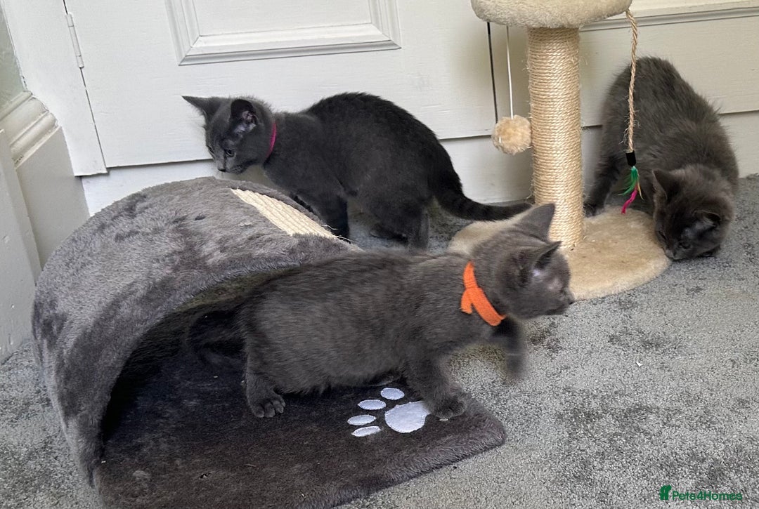 Russian Blue cats for sale: Russian Blue Kittens  in Lanark - Image 4