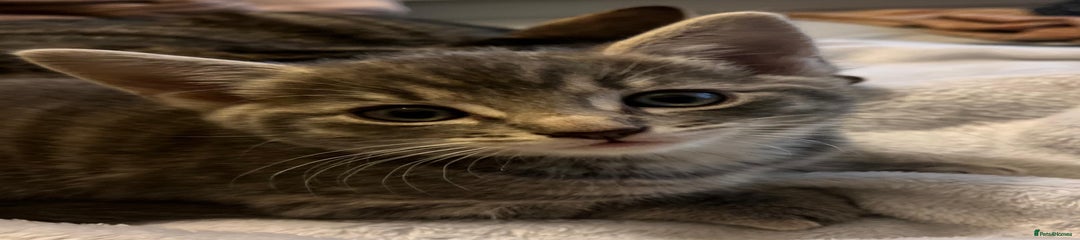Maine Coon Kitten 1