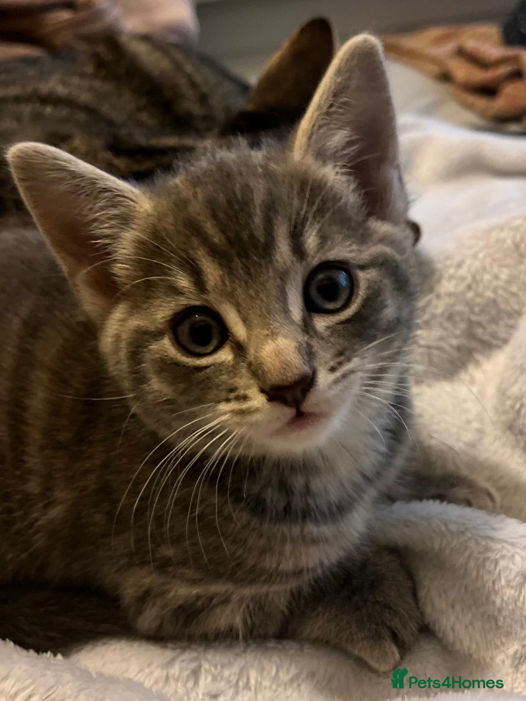 Maine Coon cats for sale: Maincoon X Bengal Tabby beautiful markings - Image 14