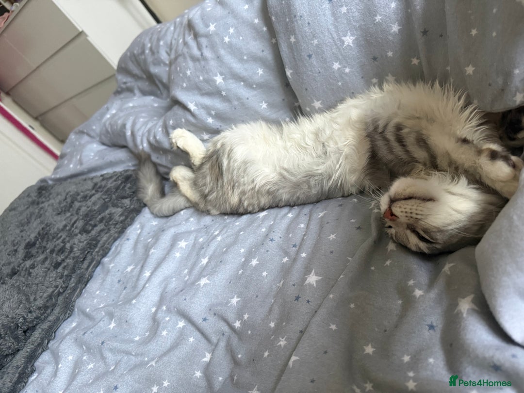 Maine Coon cats for sale: Female main coon  - Image 7