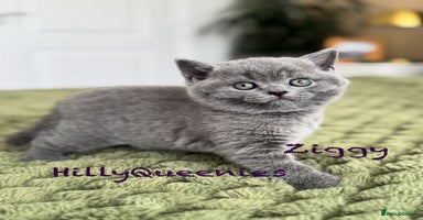British Shorthair cats - Advert 14