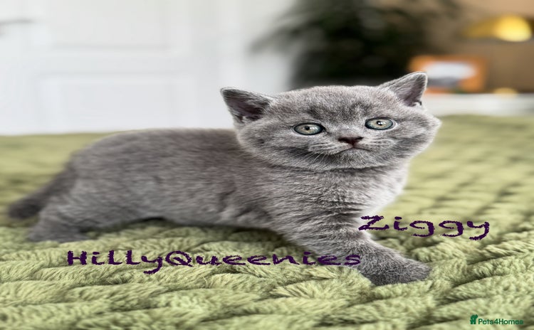 British Shorthair cats - Advert 7