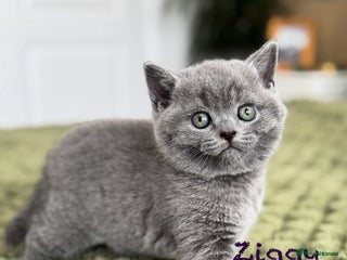 British Shorthair cats - Advert 19