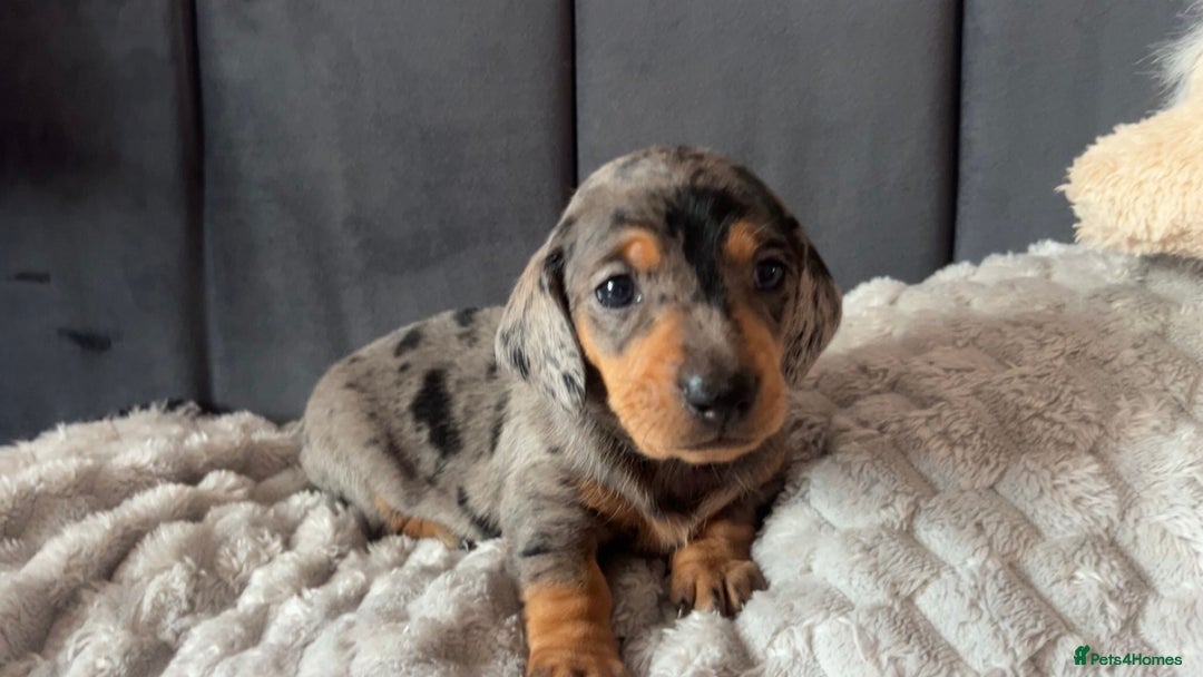 Miniature Dachshund dogs for sale: Blue/tan/dapple KC registered miniature dachshunds in Heywood - Image 8