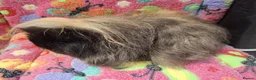 Guinea Pig rodents for sale: Young Retired Merino Sow  - Advert 4