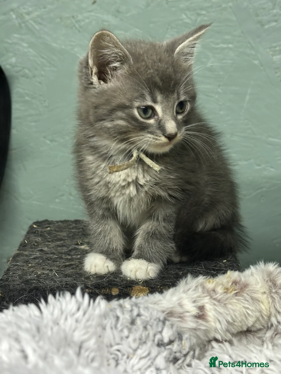 Maine Coon cats for sale: Mainecoons  - Advert 8