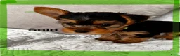 Yorkshire Terrier dogs for sale: Yorkshire terrier puppies  - Advert 5