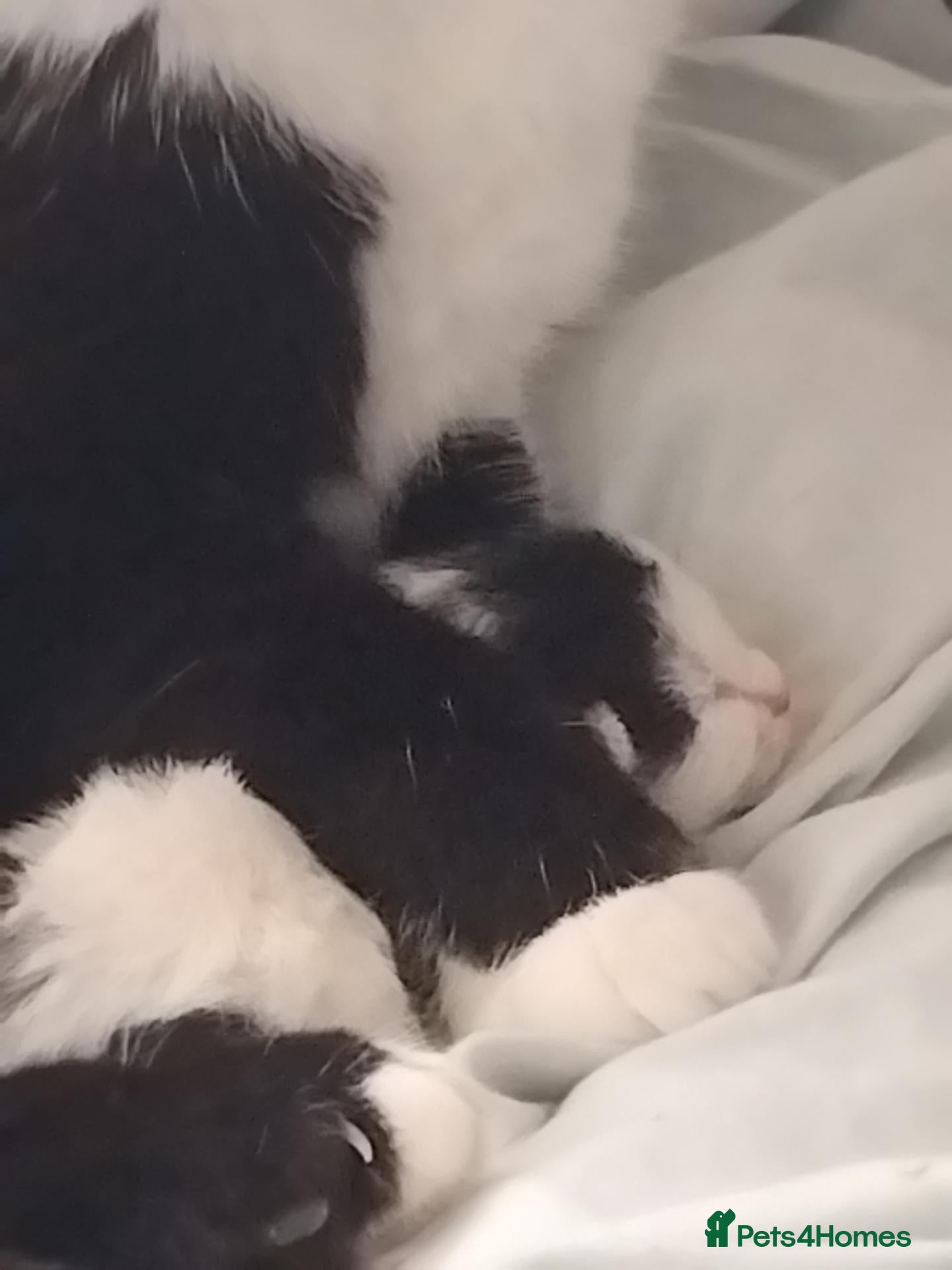 Mixed Breed cats for sale: Pandy - Advert 11