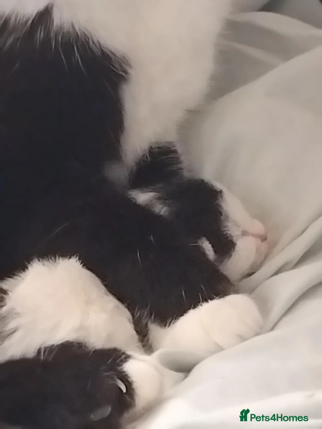 Mixed Breed cats for sale: Pandy in Birkenhead - Advert 1
