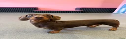 Miniature Dachshund dogs for stud: Chocolate and tan miniature dachshund for stud - Advert 2