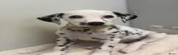 Dalmatian dogs for sale: Dalmatian puppies - Advert 33