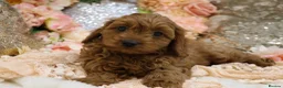 Cavapoo dogs for sale: *HEALTH TESTED* Cavapoo Puppies - Advert 6
