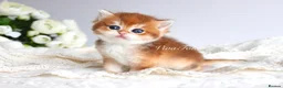 Scottish Fold cats for sale: Rare & Exclusive Golden Chinchilla Babies  - Advert 5