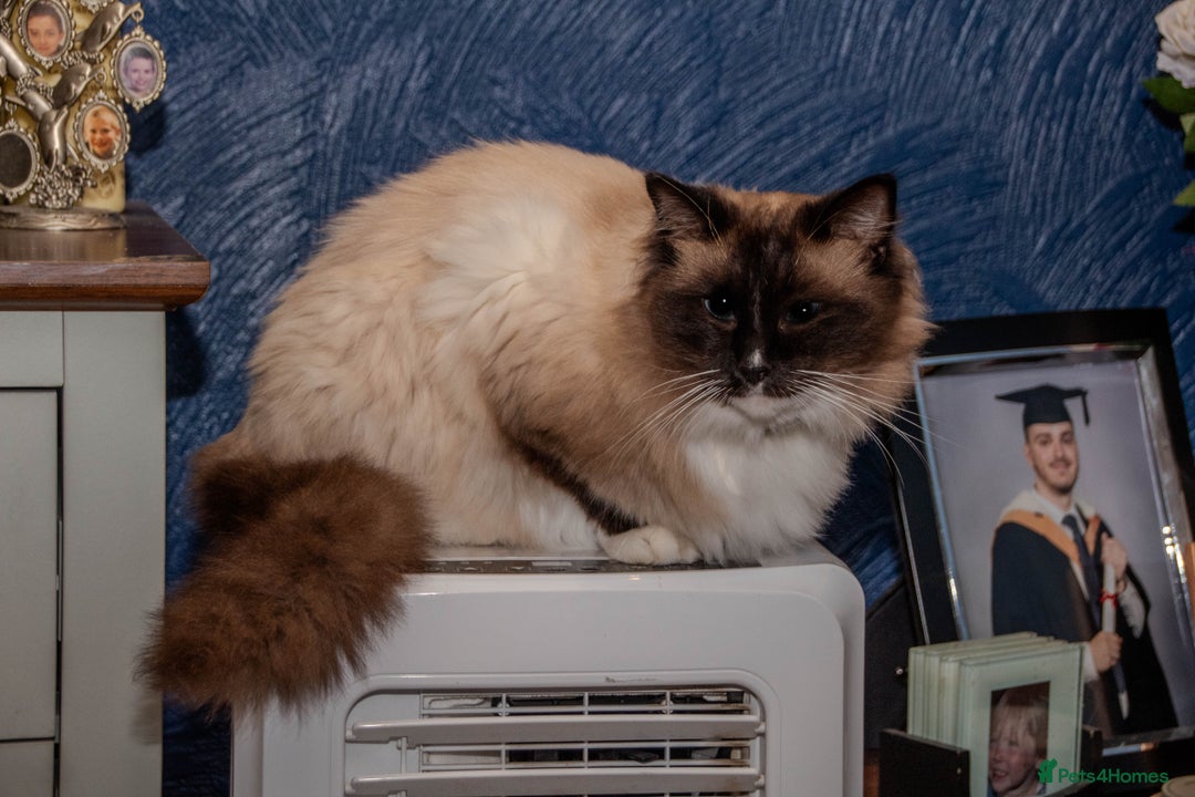 Ragdoll cats for sale: Stunning, fluffy pure Ragdoll kittens - Image 2
