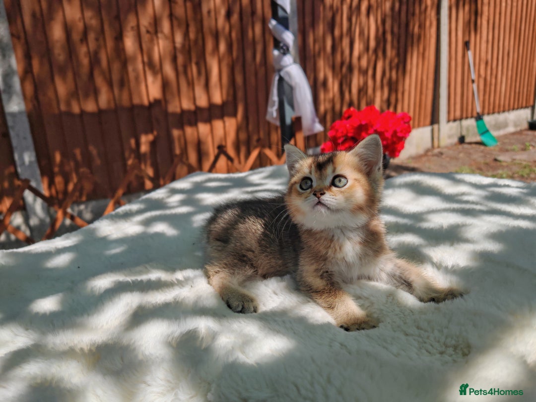 Scottish Fold cats for sale: Ordish street 21 in Burton-on-Trent - Image 1