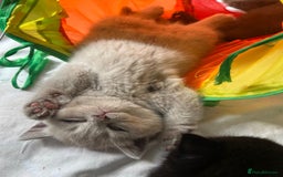 British Shorthair cats for sale: Adorable British Shorthairs available (5 females) - Image 7