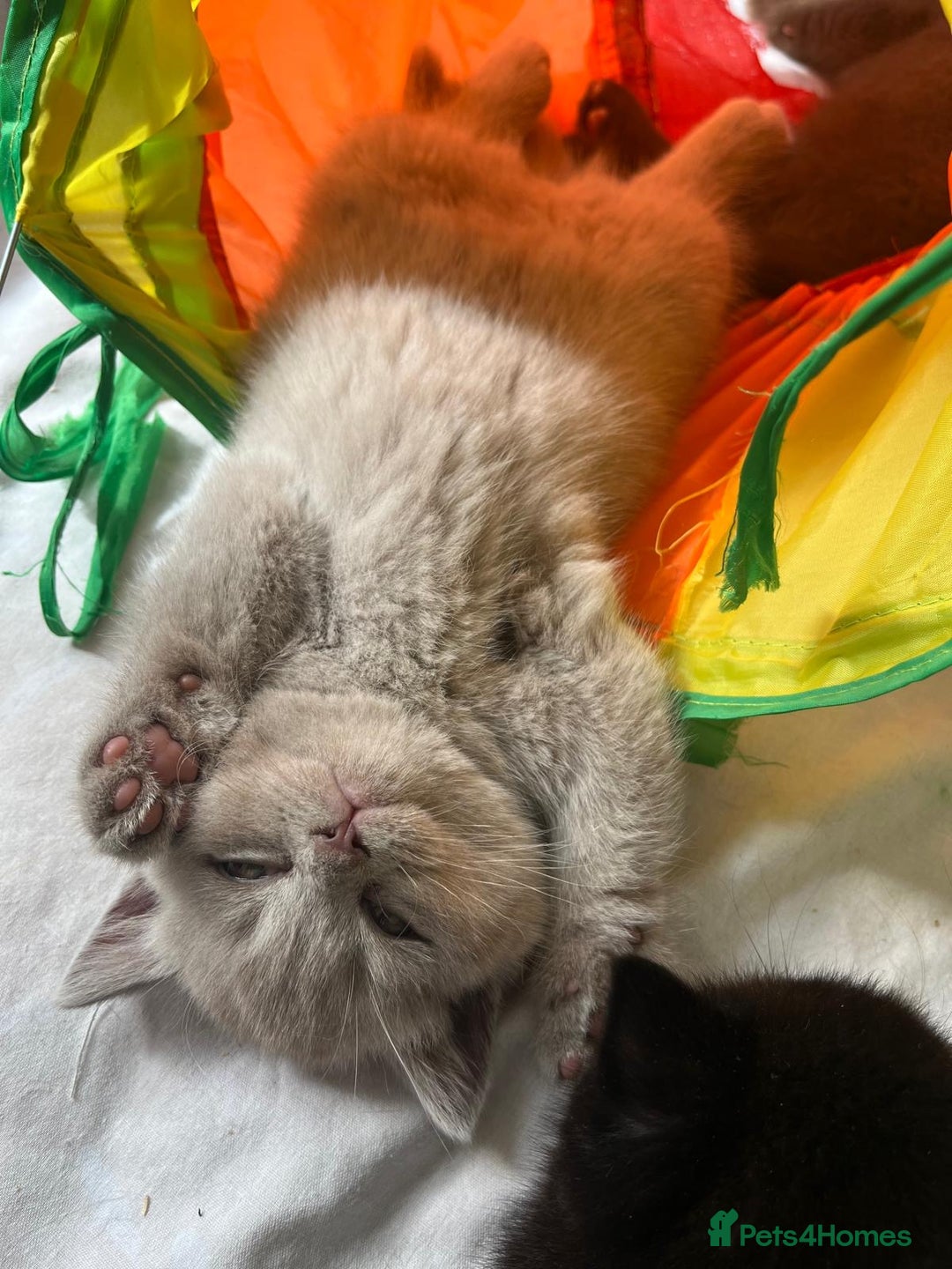 British Shorthair cats for sale: Adorable British Shorthairs available (5 females) - Image 7