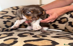 Dachshund dogs for sale: Dachshund Puppies  - Image 1