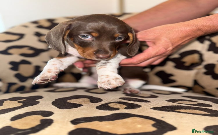 Dachshund dogs - Advert 9