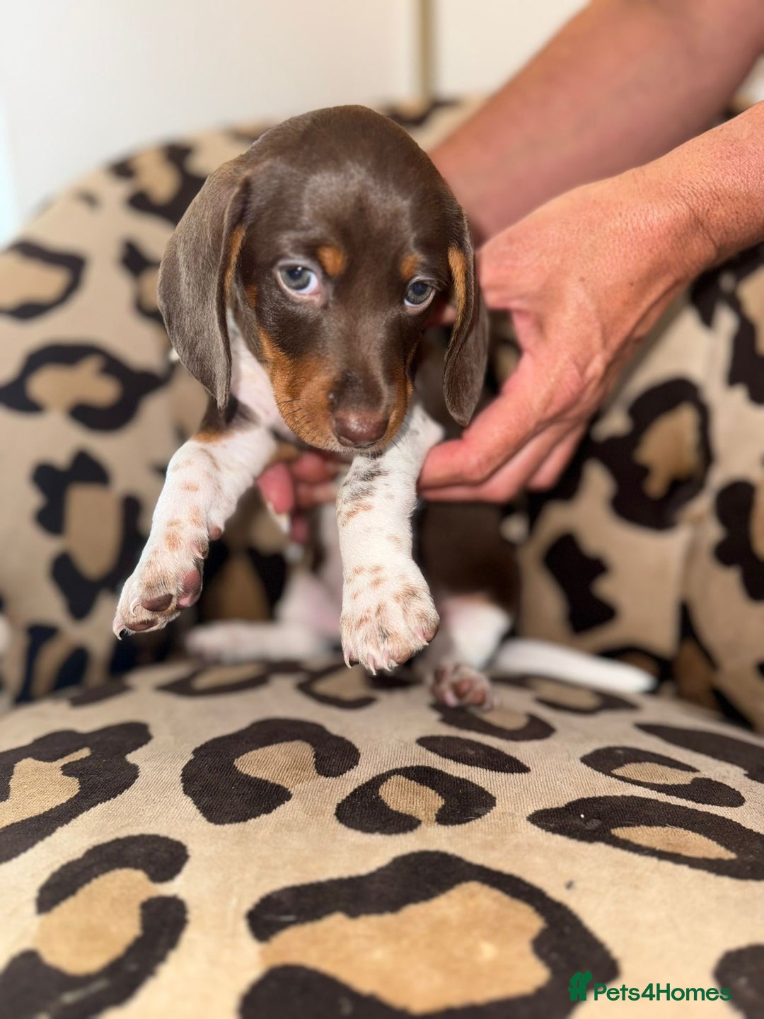 Dachshund dogs for sale: Dachshund Puppies  - Image 1