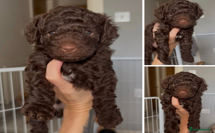 Cockapoo dogs - Advert 1
