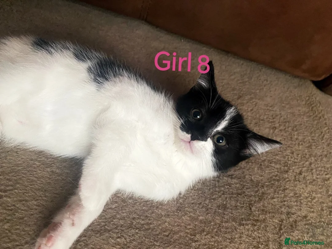 Mixed Breed cats for sale: 💛kittens💛 - Advert 10