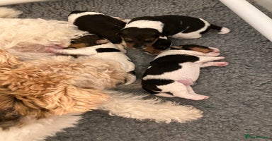 Fox Terrier dogs - Advert 7