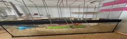 Gerbil rodents for sale: Two female gerbils & cage  in Worcester - Advert 3