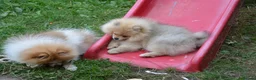 Pomeranian dogs for sale: Bentley – Beautiful Silver-Toned Pomeranian Boy 🐾 - Advert 12