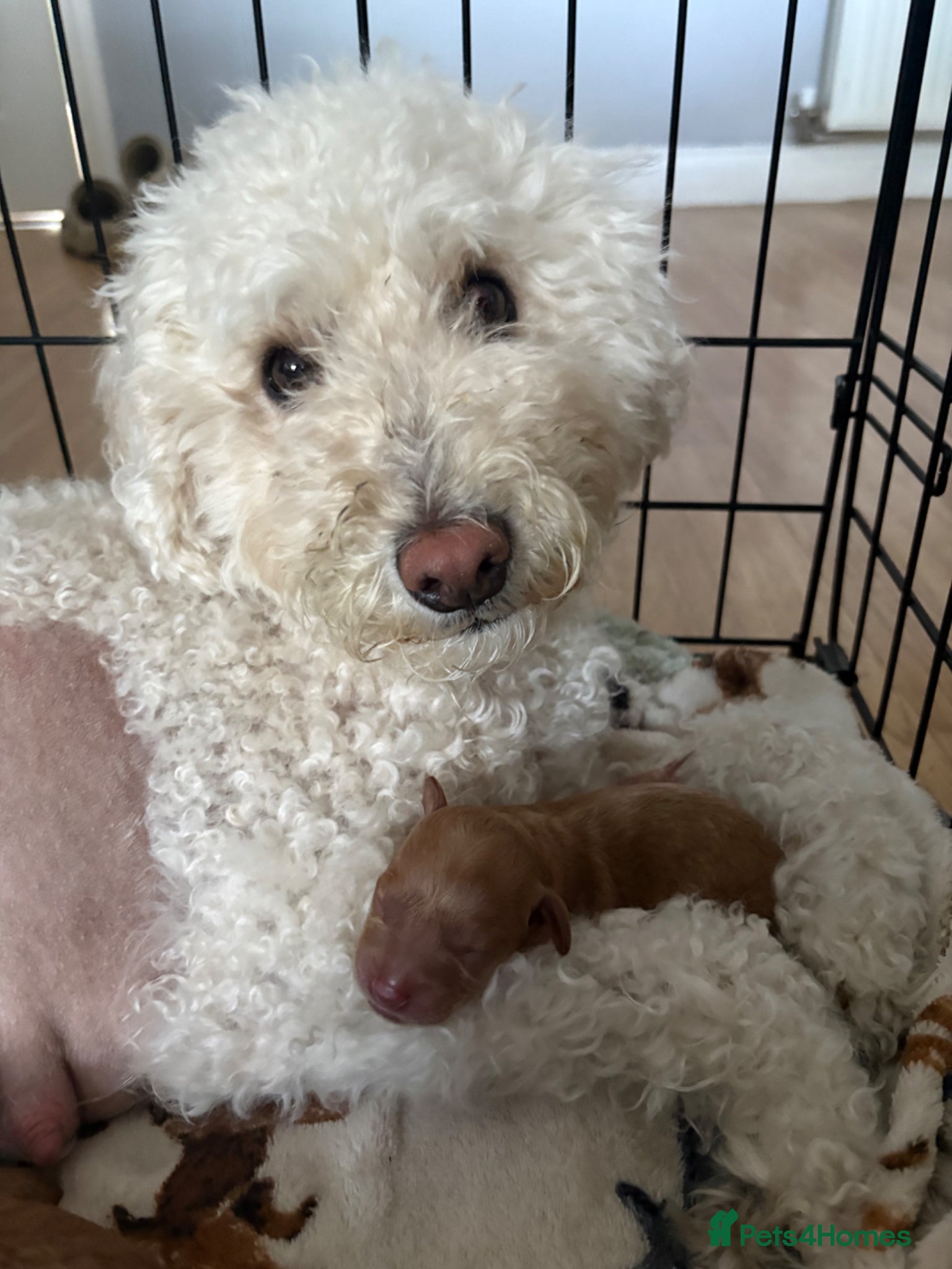 Miniature Poodle dogs for sale: Red Miniature poodle puppy’s 🐩🤍🐾 in Diss - Advert 11