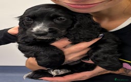 Cocker Spaniel dogs for sale: Cocker Spaniel Puppies - Image 1