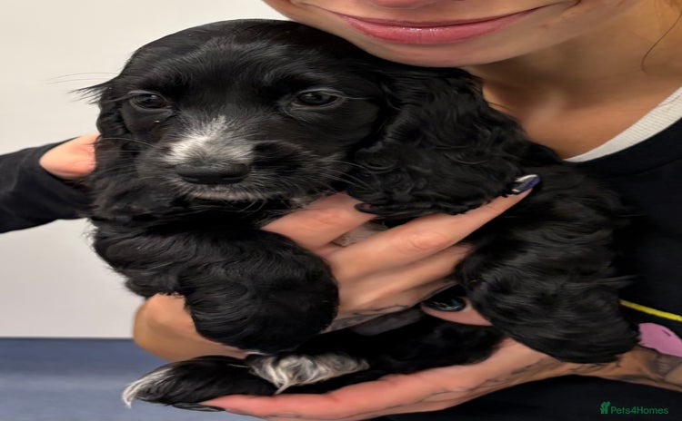 Cocker Spaniel dogs - Advert 8