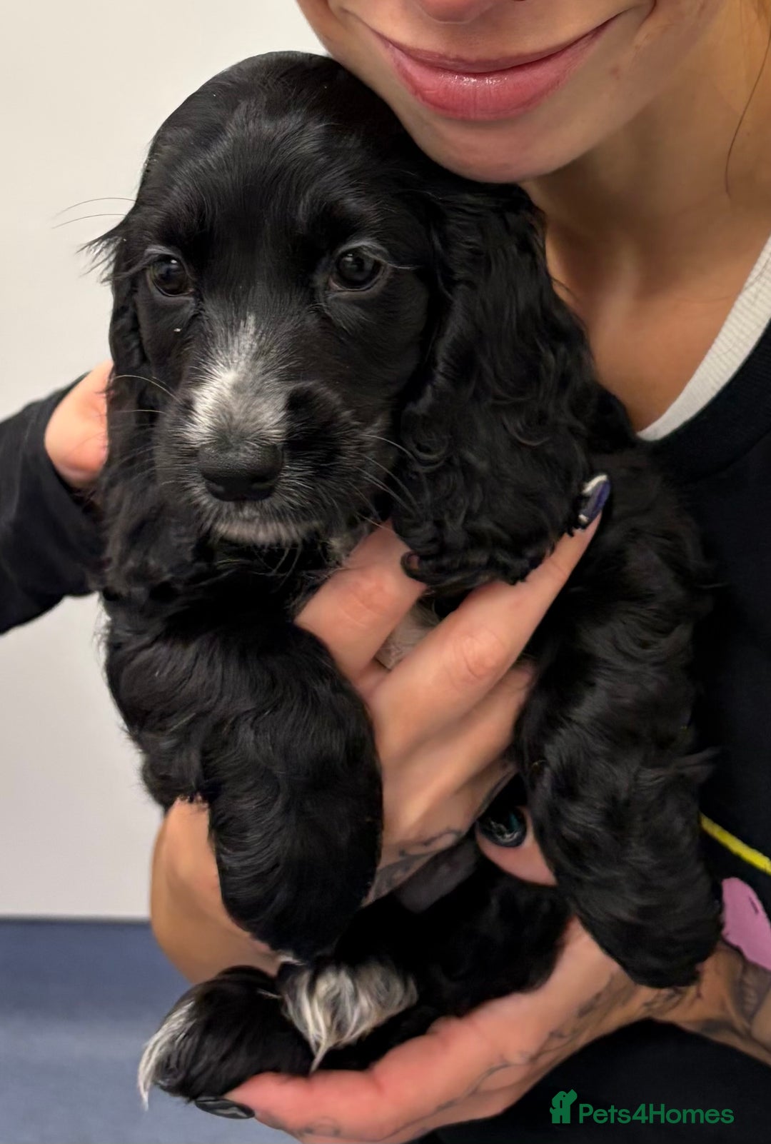 Cocker Spaniel dogs for sale: Cocker Spaniel Puppies - Image 1