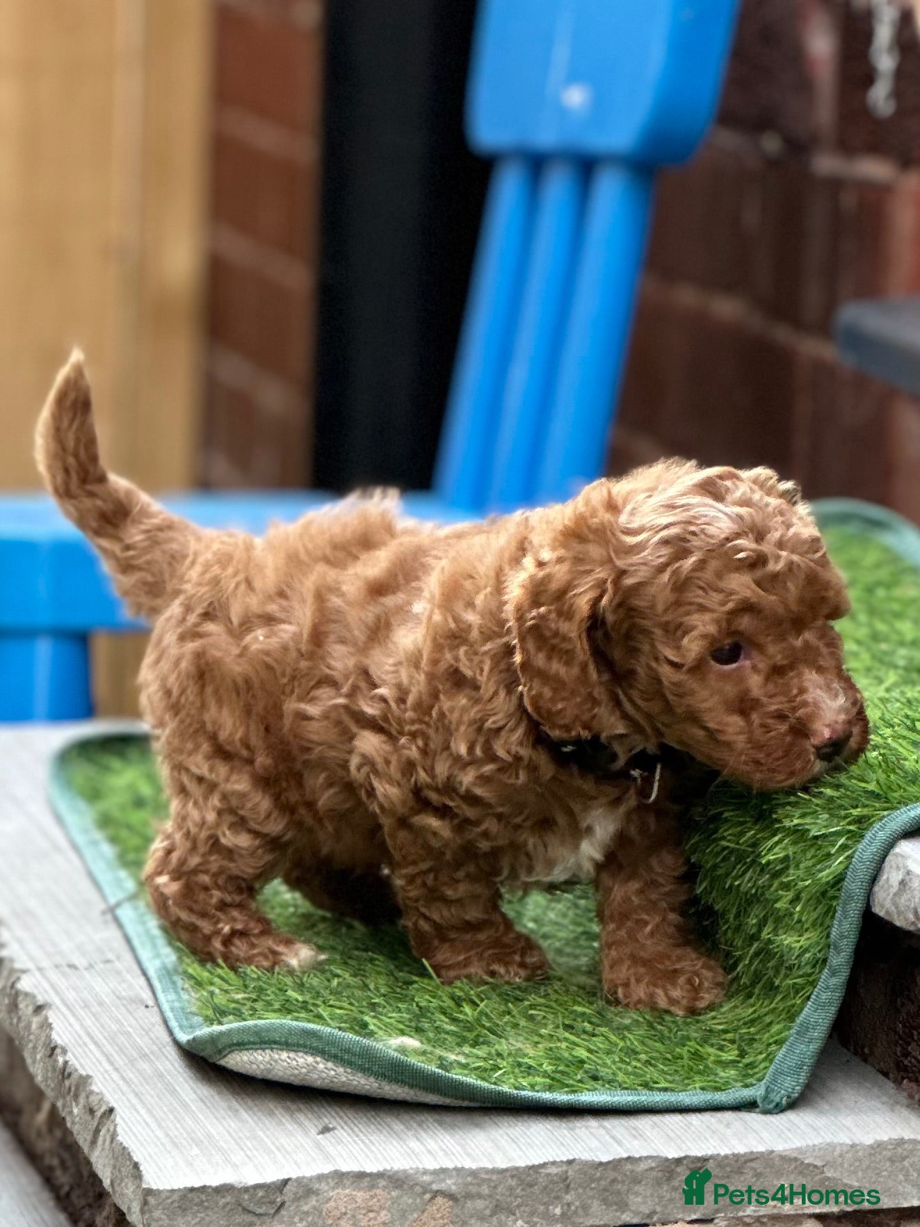 Cavapoo dogs **Cavapoo puppies, Health Tested parents** - Advert 14