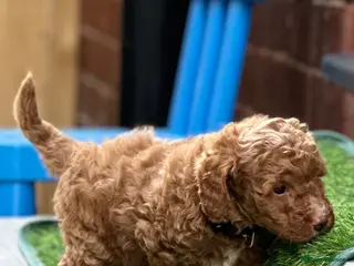 Cavapoo dogs **Cavapoo puppies, Health Tested parents** - Advert 14