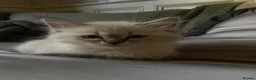 Siberian cats for sale: Pure Siberian Kitten- Microchipped, Vaccinated - Advert 3