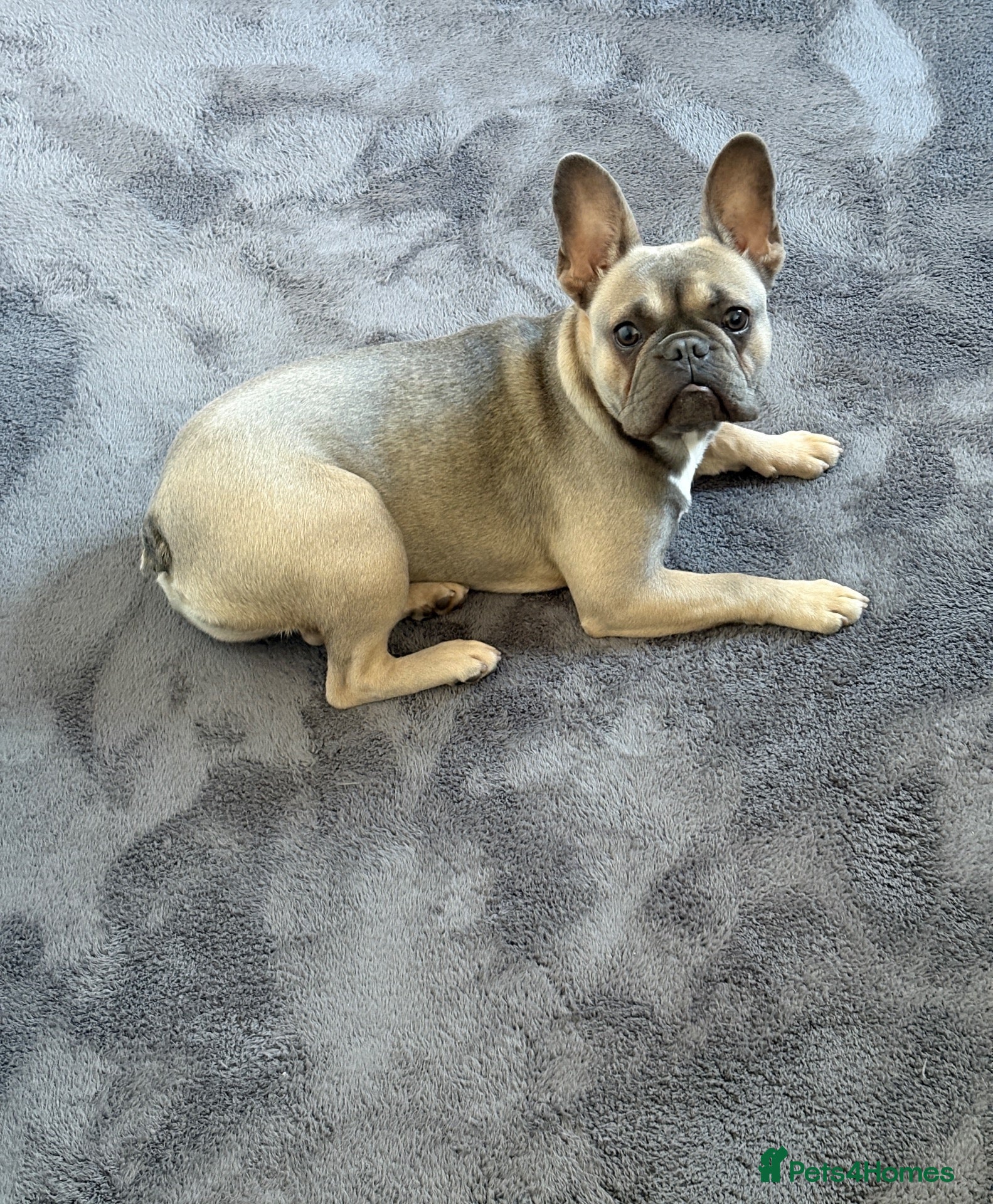 French Bulldog dogs for sale: Beautiful 7Month-Old Blue Fawn French Bulldog Girl - Advert 13