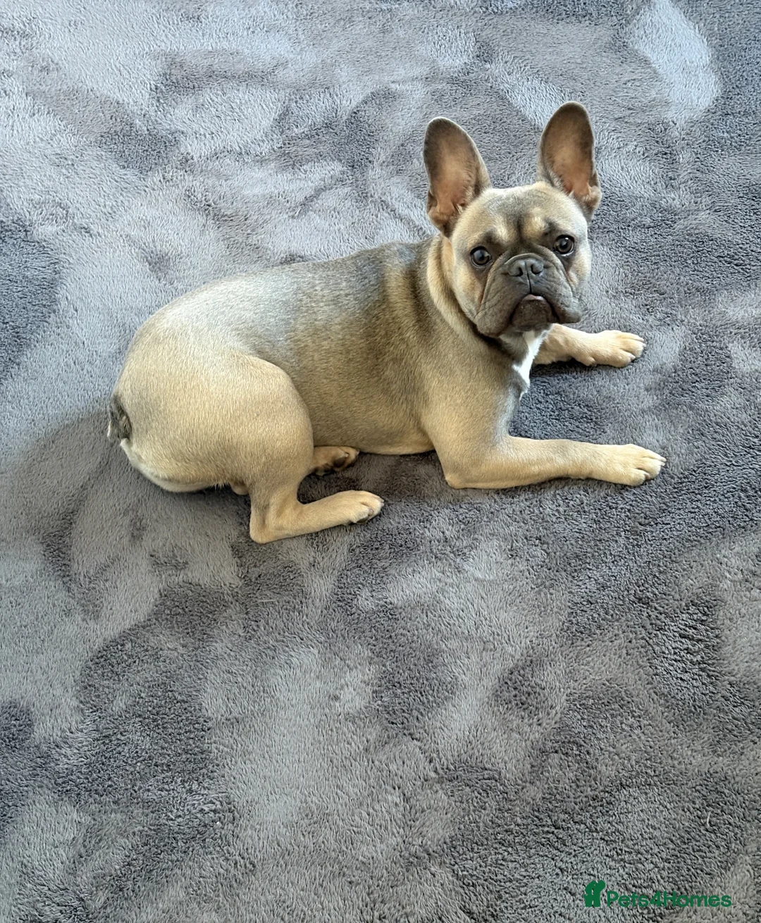 French Bulldog dogs for sale: Beautiful 7Month-Old Blue Fawn French Bulldog Girl - Advert 1