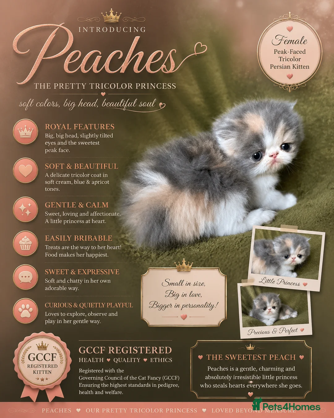 Persian cats for sale: Beautiful GCCF Registered Persian Kittens  - Advert 2