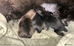 Pomeranian dogs for sale: 4lb orange sable  - Image 4