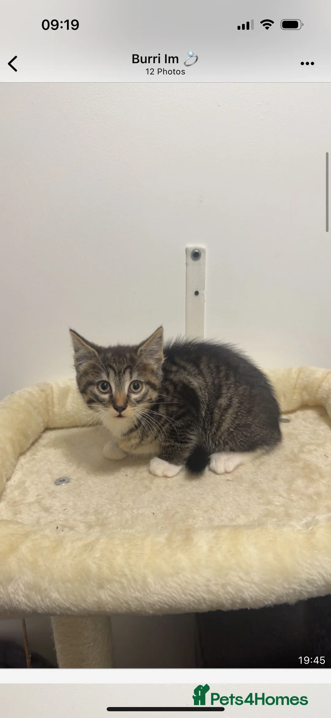 Mixed Breed cats for sale: Tabby kitten  - Advert 1