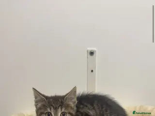 Mixed Breed cats Tabby kitten - Advert 9