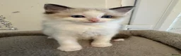 Ragdoll cats for sale: Beautiful Ragdoll Kittens - Advert 13